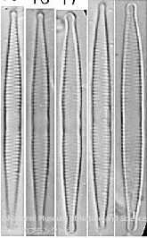 <i>Fragilaria parva</i>