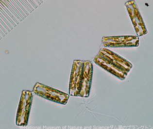 <i>Diatoma vulgaris</i>