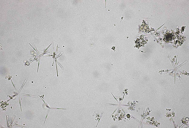 <i>Fragilaria asterionelloides</i>