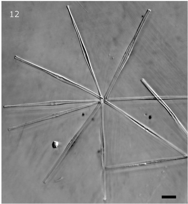 <i>Fragilaria asterionelloides</i>
