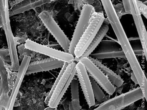 <i>Staurosirella berolinensis </i>