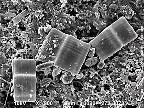 <i>Tabellaria flocculosa</i>