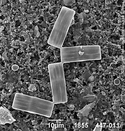 <i>Tabellaria sp.</i>