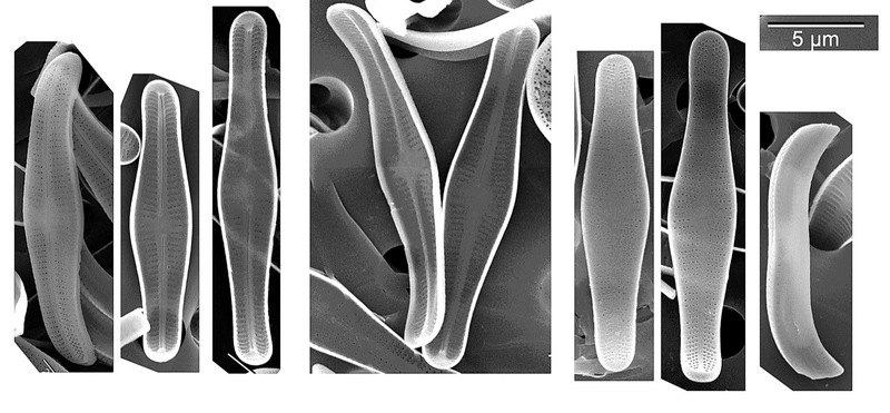 <i>Achnanthidium catenatum</i>