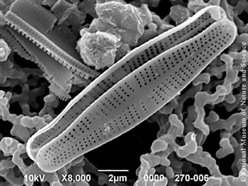 <i>Achnanthidium minutissimum</i>