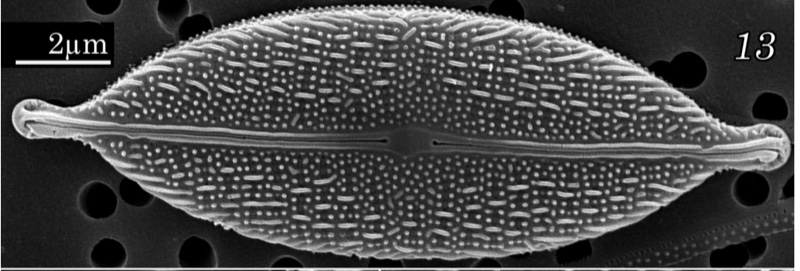 <i>Craticula pseudocitrus</i>