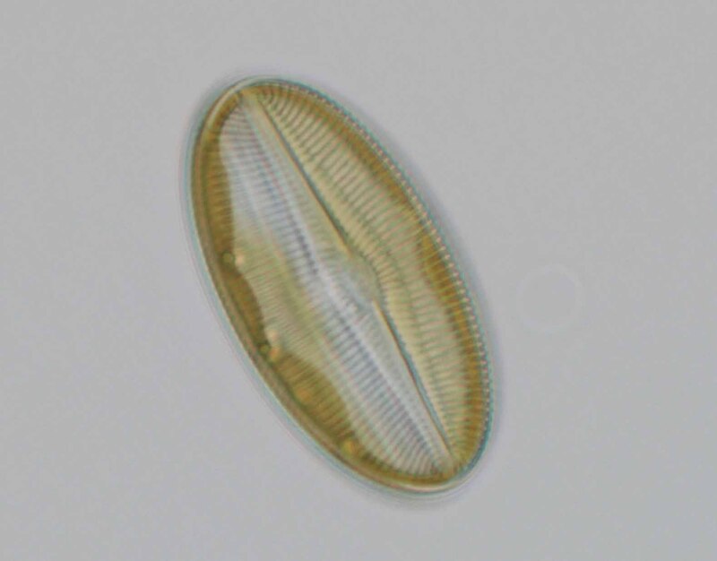 <i>Diploneis sp.</i>