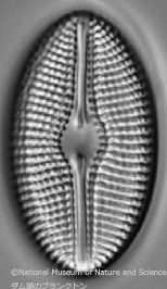 <i>Diploneis sp.</i>