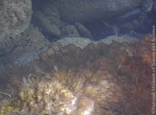 <i>Didymosphenia geminata </i>