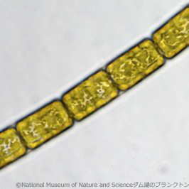 <i>Melosira varians</i>