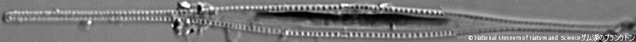<i>Nitzschia dravelliensis</i>