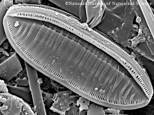 <i>Nitzschia salinarum?</i>