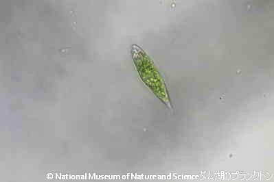 <i>Euglena sp.</i>