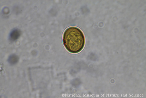 <i>Trachelomonas curta</i>