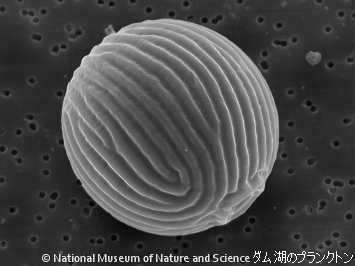 <i>Trachelomonas rugulosa var. parella</i>
