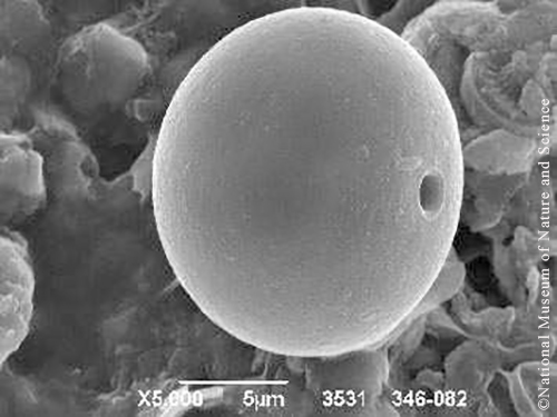 <i>Trachelomonas curta</i>