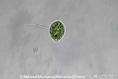 <i>Lepocinclis fusiformis
</i>