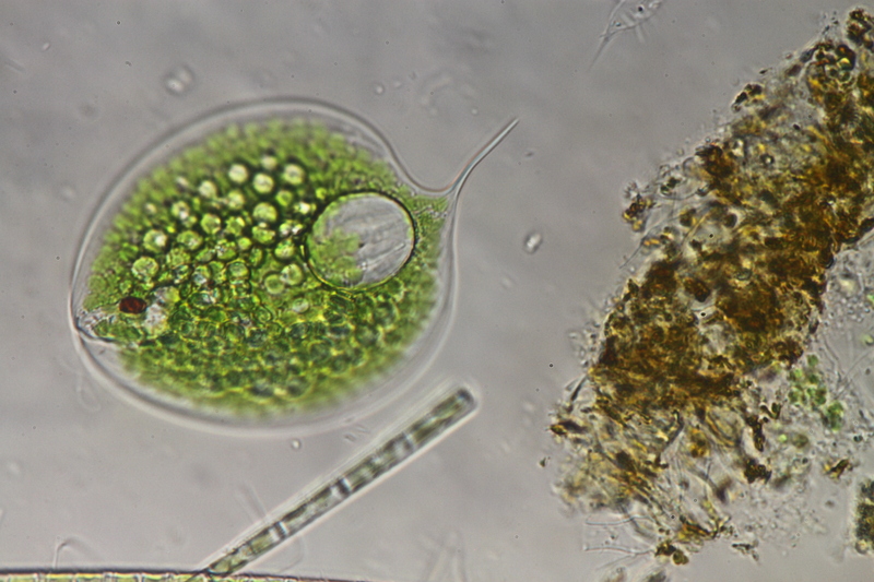 <i>Phacus gigas</i>