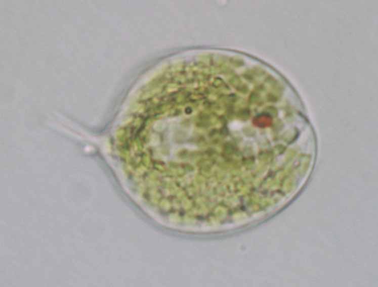 <i>Phacus sp.</i>