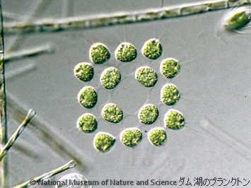 <i>Gonium pectonale</i>