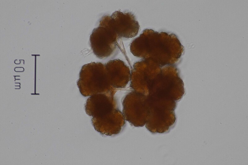 <i>Botryococcus sp.</i>