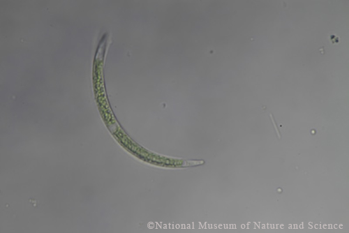 <i>Closterium calosporum</i>
