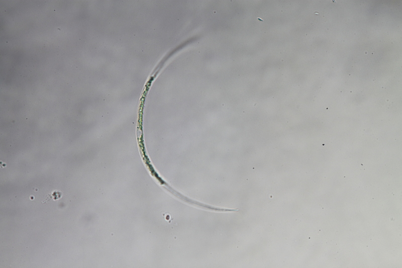 <i>Closterium acutum var. variabile</i>