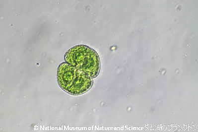 <i>Cosmarium sp.</i>