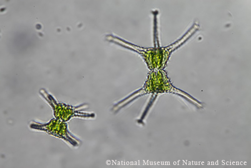 <i>Staurastrum spp.</i>
