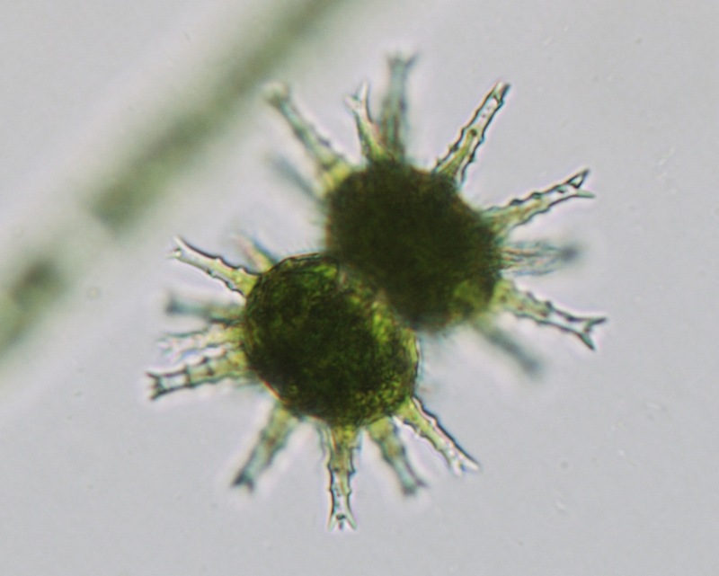 <i>Staurastrum arctiscon</i>