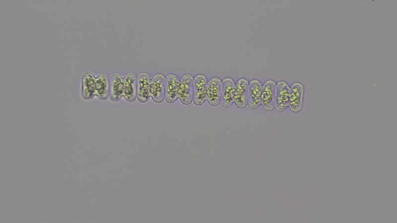 <i>Spondylosium planum</i>