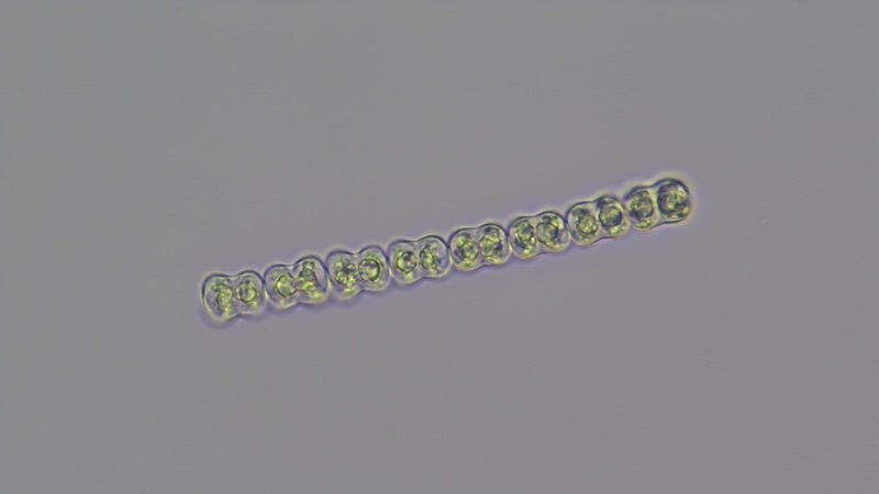 <i>Spondylosium planum</i>