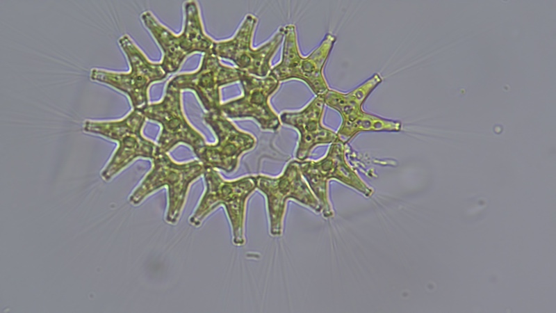 <i>Pediastrum duplex</i>