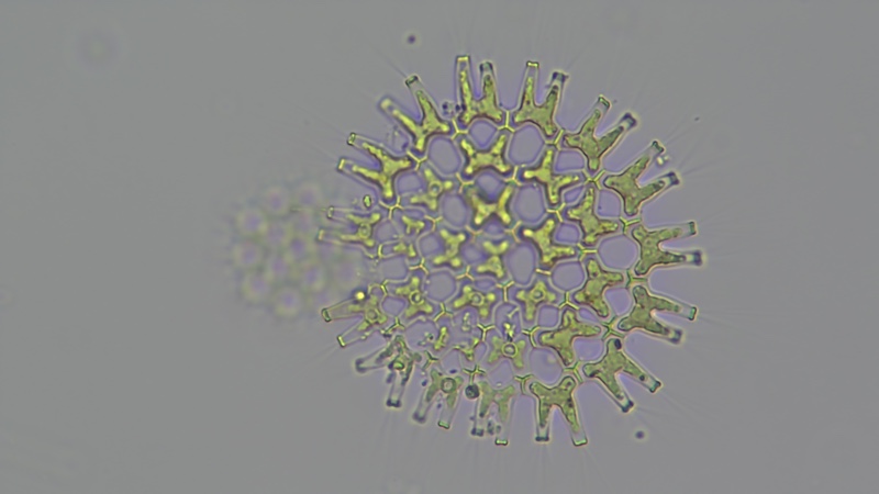 <i>Pediastrum duplex</i>