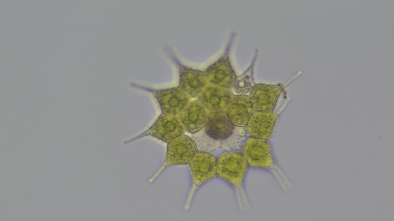 <i>Monactinus simplex</i>