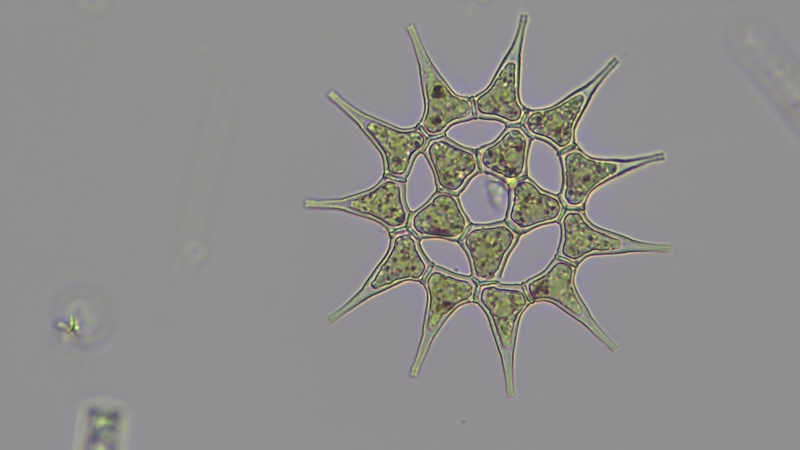 <i>Monactinus simplex</i>