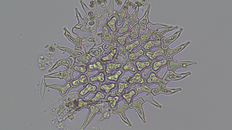 <i>Monactinus biwae</i>