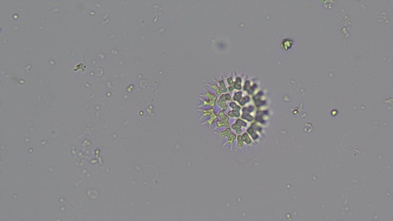 <i>Parapediastrum biradiatum</i>