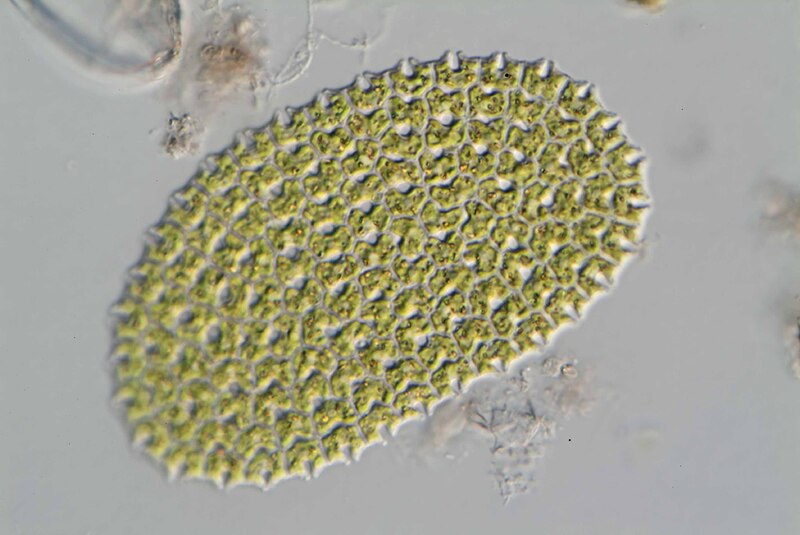 <i>Parapediastrum biradiatum</i>