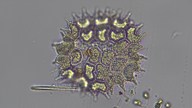 <i>Pseudopediastrum boryanum</i>