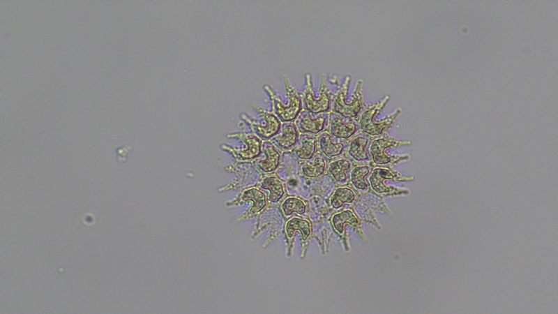<i>Pseudopediastrum boryanum</i>