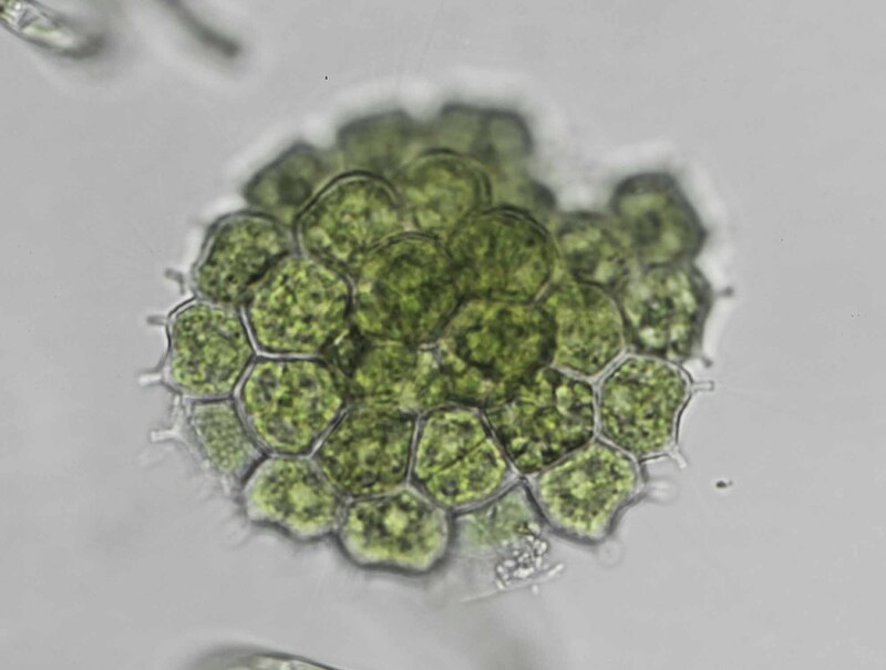 <i>Pseudopediastrum boryanum</i>