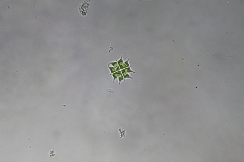 <i>Stauridium tetras</i>