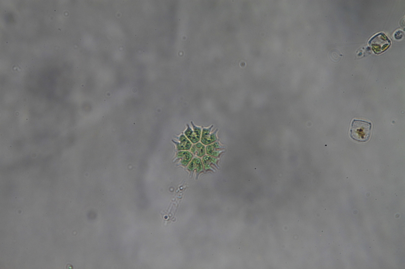 <i>Stauridium tetras</i>