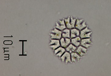 <i>Stauridium tetras</i>