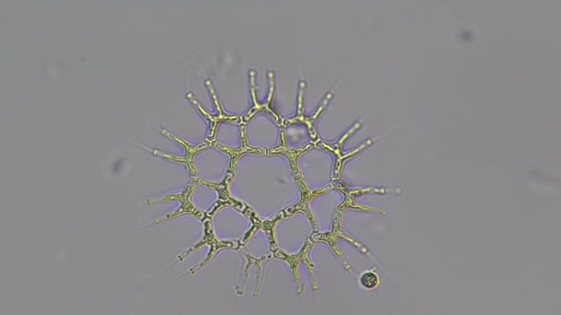 <i>Lacnastrum gracillimum</i>