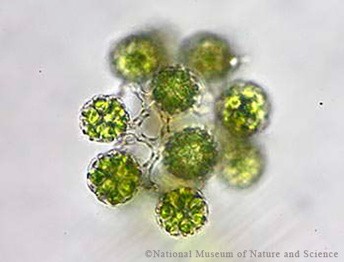 <i>Coelastrum sphaericum</i>