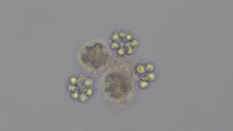 <i>Coelastrum pulchrum</i>