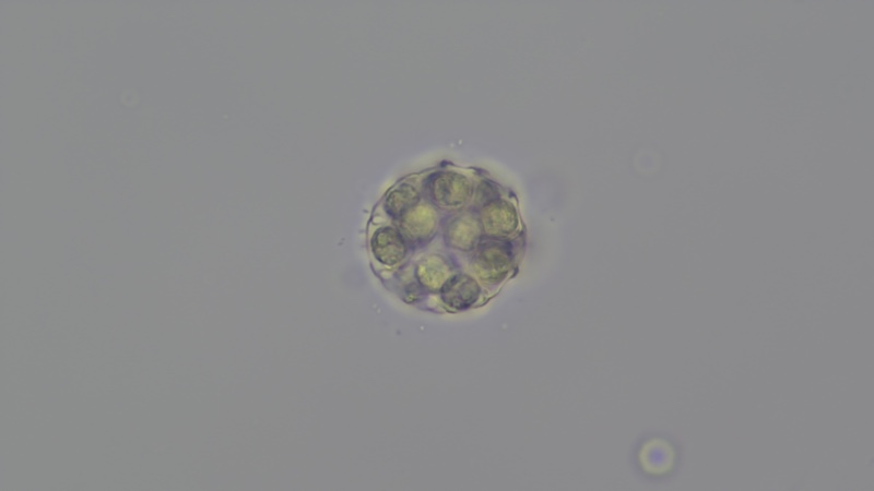 <i>Coelastrum pulchrum</i>
