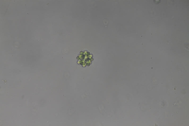 <i>Coelastrum astroideum</i>